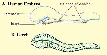 ембрион