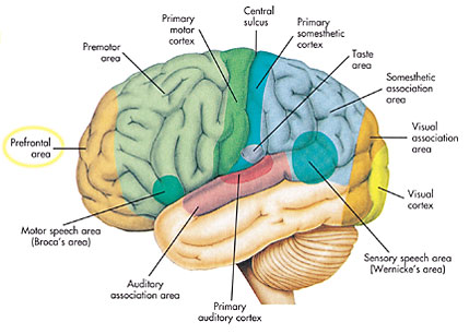 главния мозък