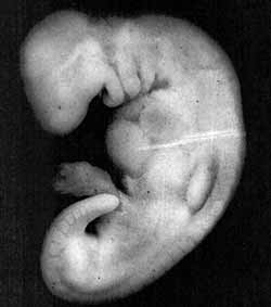 ембрион - мудга