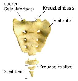 steissbein.gif