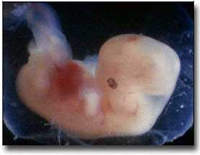 Ein 5 bis 6 Wochen alter Embryo