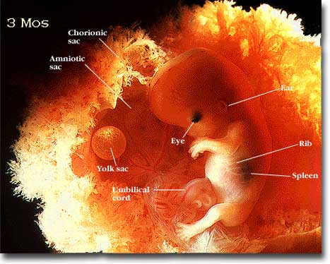 embryo4.jpeg